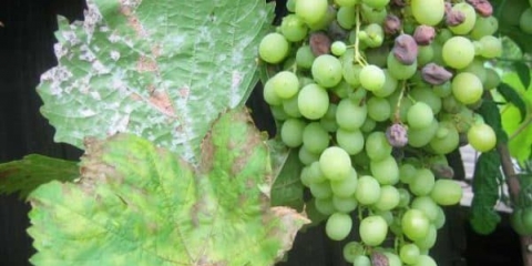 Oidijum na grožđu - kako preraditi i kako liječiti u periodu zrenja bobica, najbolji lijek